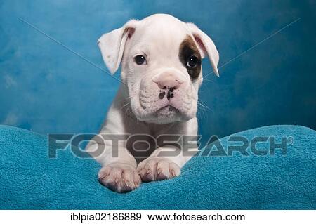 Stock Photo - Boxer puppy, portrait. Fotosearch