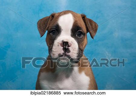 Stock Photography - Boxer puppy, portrait. Fotosearch