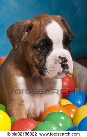 Stock Image - Boxer puppy surrounded by colourful balls. Fotosearch