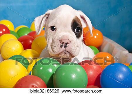Stock Photograph - Boxer puppy surrounded by colourful balls. Fotosearch