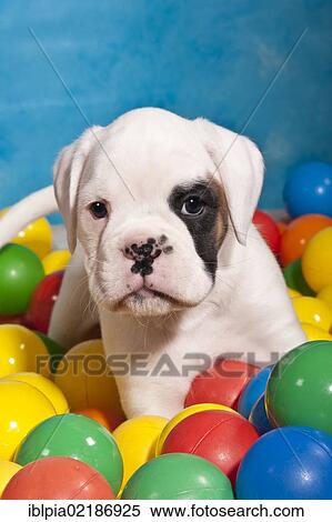 Stock Photography - Boxer puppy surrounded by colourful balls. Fotosearch