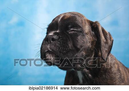 Picture - Boxer puppy with its eyes closed, portrait. Fotosearch