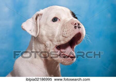 Stock Photography - Boxer puppy with its mouth open, portrait. Fotosearch