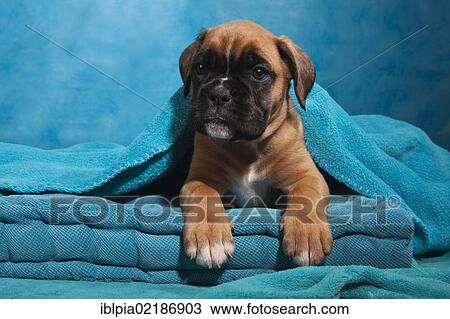 Boxer puppy, wrapped in a blanket View Large Photo Image Stock Image - Boxer puppy, wrapped in a blanket. Fotosearch