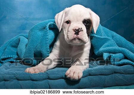 Stock Photo - Boxer puppy, wrapped in a blanket. Fotosearch