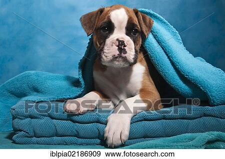Boxer puppy, wrapped in a blanket View Large Photo Image Stock Photo - Boxer puppy, wrapped in a blanket. Fotosearch