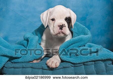 Stock Photo - Boxer puppy wrapped in a blanket. Fotosearch