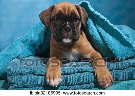 Stock Photography - Boxer puppy, wrapped in a blanket. Fotosearch