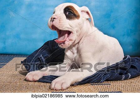 Boxer puppy yawning and lying on a pair of jeans View Large Photo Image Stock Photography - Boxer puppy yawning and lying on a pair of jeans. Fotosearch