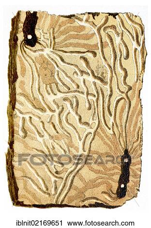 Breeding colony of Bark Beetles (Eccoptogaster sp. ), historical illustration, Meyers Konversationslexikon encyclopedia, 1897 View Large Photo Image Stock Image - Breeding colony of Bark Beetles (Eccoptogaster sp. ), historical illustration, Meyers Konversationslexikon encyclopedia, 1897. Fotosearch