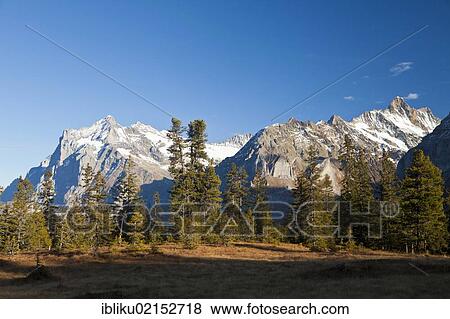 Breitmoos Nature Reserve, view of Mt Wetterhorn and Mt Schreckhorn, Grindelwald, Bernese Oberland, Switzerland, Europe View Large Photo Image Stock Photo - Breitmoos Nature Reserve, view of Mt Wetterhorn and Mt Schreckhorn, Grindelwald, Bernese Oberland, Switzerland, Europe. Fotosearch