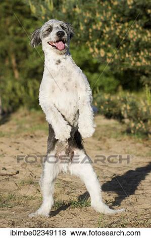 Briard mongrel standing on its hind legs View Large Photo Image Stock Photo - Briard mongrel standing on its hind legs. Fotosearch