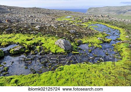Bright green Willow moss (Fontinalis antipyretica), Hælavíkurbjarg or Haelavikurbjarg, Hornstrandir, Westfjords, Iceland, Europe View Large Photo Image Picture - Bright green Willow moss (Fontinalis antipyretica), Hælavíkurbjarg or Haelavikurbjarg, Hornstrandir, Westfjords, Iceland, Europe. Fotosearch