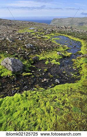 Bright green Willow moss (Fontinalis antipyretica), Hælavíkurbjarg or Haelavikurbjarg, Hornstrandir, Westfjords, Iceland, Europe View Large Photo Image Stock Photography - Bright green Willow moss (Fontinalis antipyretica), Hælavíkurbjarg or Haelavikurbjarg, Hornstrandir, Westfjords, Iceland, Europe. Fotosearch