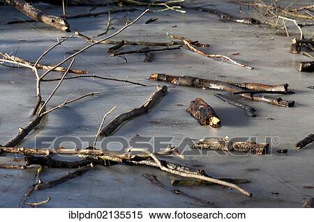 Broken branches on frozen pond in winter, South Downs, Hampshire, England, United Kingdom, Europe View Large Photo Image Stock Photography - Broken branches on frozen pond in winter, South Downs, Hampshire, England, United Kingdom, Europe. Fotosearch