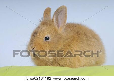 Brown Dwarf Rabbit View Large Photo Image Stock Image - Brown Dwarf Rabbit. Fotosearch