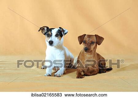 Stock Image - Brown Miniature Pinscher and Parson Russell Terrier lying side by side. Fotosearch
