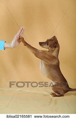 Stock Image - Brown Miniature Pinscher holding its paw against a hand, high five. Fotosearch