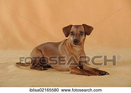 Brown Miniature Pinscher, lying View Large Photo Image Stock Image - Brown Miniature Pinscher, lying. Fotosearch