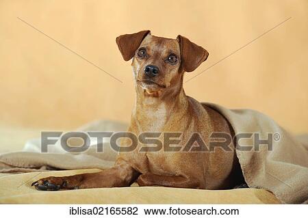 Brown Miniature Pinscher, lying under a brown blanket View Large Photo Image Stock Image - Brown Miniature Pinscher, lying under a brown blanket. Fotosearch