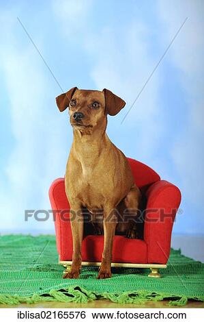 Brown Miniature Pinscher sitting on a red mini armchair View Large Photo Image Stock Photograph - Brown Miniature Pinscher sitting on a red mini armchair. Fotosearch