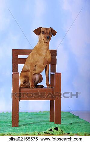 Stock Photography - Brown Miniature Pinscher sitting on a brown mini wooden chair. Fotosearch