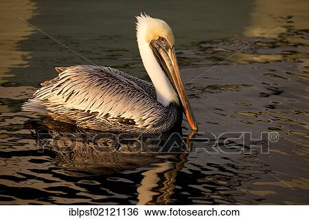 Brown Pelican (Pelecanus occidentalis) in Fort Lauderdale, Broward County, Florida, USA, North America View Large Photo Image Stock Photograph - Brown Pelican (Pelecanus occidentalis) in Fort Lauderdale, Broward County, Florida, USA, North America. Fotosearch