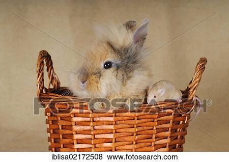Stock Photo - Brown-spotted dwarf rabbit and a brown mouse in a wicker basket. Fotosearch