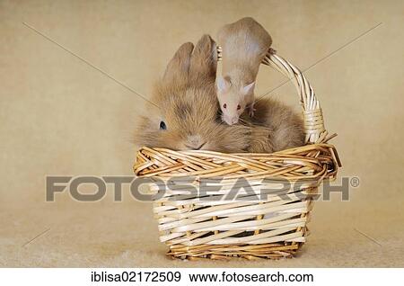 Stock Photo - Brown-spotted dwarf rabbit and a brown mouse in a wicker basket. Fotosearch