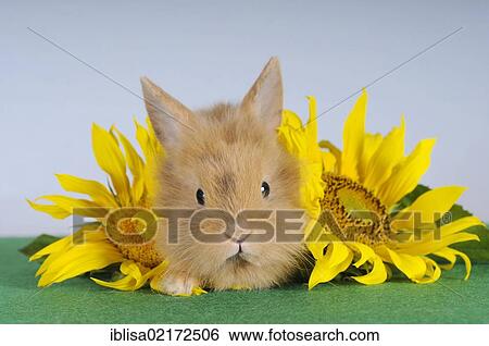 Brown-spotted dwarf rabbit lying next to sunflowers View Large Photo Image Stock Photograph - Brown-spotted dwarf rabbit lying next to sunflowers. Fotosearch