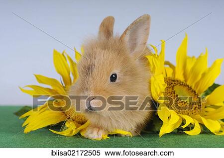 Stock Photography - Brown-spotted dwarf rabbit lying next to sunflowers. Fotosearch