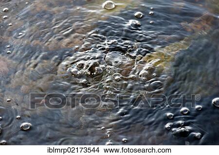 Bubbles, carbon dioxide escaping, mofette or mofettes, Laacher See, Laach Lake, Ahrweiler district, Eifel region, Rhineland-Palatinate, Germany, Europe View Large Photo Image Picture - Bubbles, carbon dioxide escaping, mofette or mofettes, Laacher See, Laach Lake, Ahrweiler district, Eifel region, Rhineland-Palatinate, Germany, Europe. Fotosearch