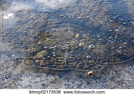 Bubbles, carbon dioxide escaping, mofette or mofettes, Laacher See, Laach Lake, Ahrweiler district, Eifel region, Rhineland-Palatinate, Germany, Europe View Large Photo Image Stock Photograph - Bubbles, carbon dioxide escaping, mofette or mofettes, Laacher See, Laach Lake, Ahrweiler district, Eifel region, Rhineland-Palatinate, Germany, Europe. Fotosearch