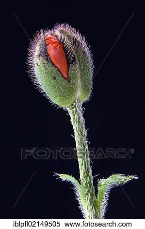 Bud, Turkish Poppy (Papaver orientale) View Large Photo Image Stock Photography - Bud, Turkish Poppy (Papaver orientale). Fotosearch