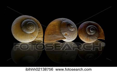 Stock Photograph - Burgundy snail (Helix pomatia), shells on glass plate. Fotosearch