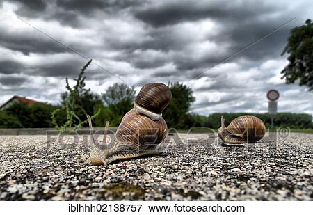 Stock Photo - Burgundy snails (Helix pomatia) on dirt road, Erfurt, Thuringia, Germany, Europe,, Europe. Fotosearch