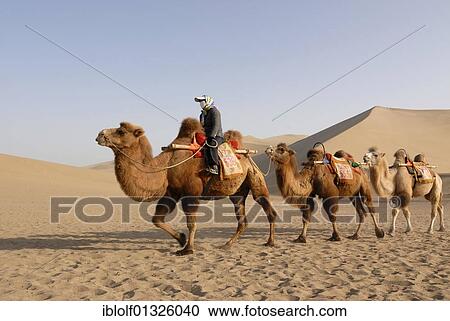 Stock Image - Camel caravan with tourists in front of the sand dunes of the Gobi Desert and Mount Mingshan near Dunhuang, Silk Road, Gansu, China, Asia. Fotosearch