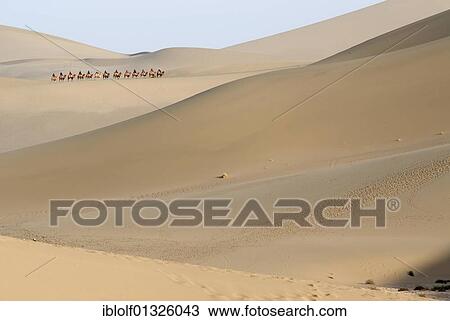 Camel caravan with tourists in front of the sand dunes of the Gobi Desert during the ascent of Mount Mingshan near Dunhuang, Silk Road, Gansu, China, Asia View Large Photo Image Stock Image - Camel caravan with tourists in front of the sand dunes of the Gobi Desert during the ascent of Mount Mingshan near Dunhuang, Silk Road, Gansu, China, Asia. Fotosearch
