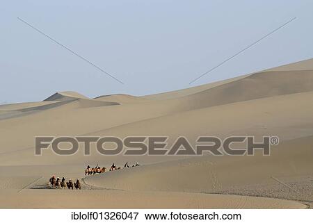 Stock Photo - Camel caravan with tourists in front of the sand dunes of the Gobi Desert during the ascent of Mount Mingshan near Dunhuang, Silk Road, Gansu, China, Asia. Fotosearch