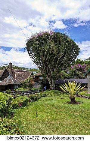 Stock Image - Candelabra tree (Euphorbia candelabrum) in the Lake Nakuru Lodge, Lake Nakuru National Park, Kenya, East Africa, Africa. Fotosearch