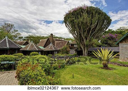 Candelabra tree (Euphorbia candelabrum) in the Lake Nakuru Lodge, Lake Nakuru National Park, Kenya, East Africa, Africa View Large Photo Image Stock Photo - Candelabra tree (Euphorbia candelabrum) in the Lake Nakuru Lodge, Lake Nakuru National Park, Kenya, East Africa, Africa. Fotosearch