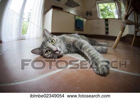 Cat (Felis silvestris catus) lying on the tiled floor of a kitchen, Priort, Havelland, Brandenburg, Germany, Europe View Large Photo Image Picture - Cat (Felis silvestris catus) lying on the tiled floor of a kitchen, Priort, Havelland, Brandenburg, Germany, Europe. Fotosearch