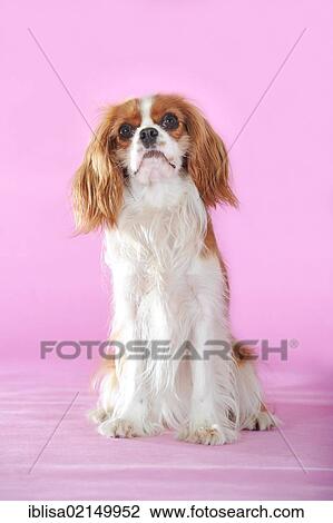 Stock Image - Cavalier King Charles Spaniel, Blenheim coloured, sitting. Fotosearch