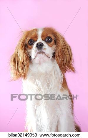 Cavalier King Charles Spaniel, Blenheim coloured, sitting View Large Photo Image Stock Image - Cavalier King Charles Spaniel, Blenheim coloured, sitting. Fotosearch