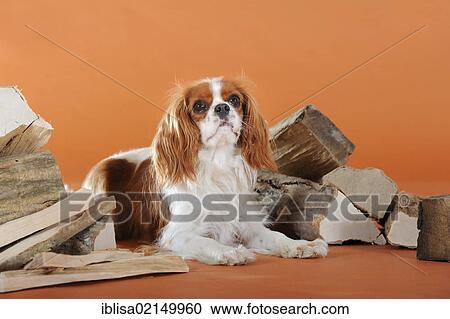Stock Image - Cavalier King Charles Spaniel, Blenheim coloured, lying next to wood. Fotosearch