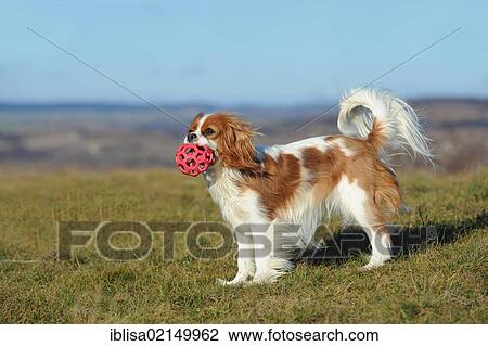 Cavalier King Charles Spaniel, Blenheim coloured, standing with a toy in its mouth View Large Photo Image Stock Image - Cavalier King Charles Spaniel, Blenheim coloured, standing with a toy in its mouth. Fotosearch