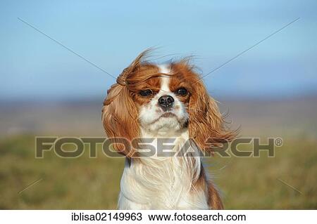 Cavalier King Charles Spaniel, Blenheim coloured, portrait in the wind View Large Photo Image Stock Image - Cavalier King Charles Spaniel, Blenheim coloured, portrait in the wind. Fotosearch