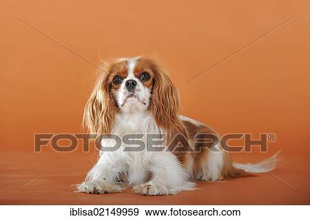 Cavalier King Charles Spaniel, Blenheim coloured, lying View Large Photo Image Stock Photo - Cavalier King Charles Spaniel, Blenheim coloured, lying. Fotosearch