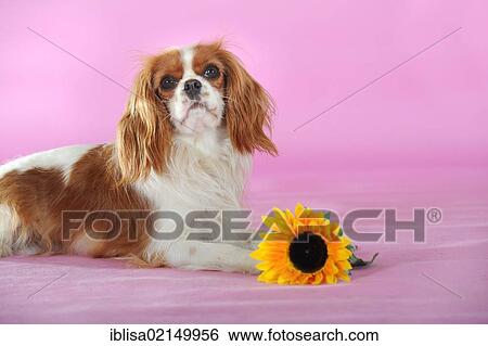 Cavalier King Charles Spaniel, Blenheim coloured, lying beside a sunflower View Large Photo Image Stock Photograph - Cavalier King Charles Spaniel, Blenheim coloured, lying beside a sunflower. Fotosearch