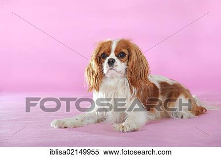 Stock Photography - Cavalier King Charles Spaniel, Blenheim coloured, lying. Fotosearch
